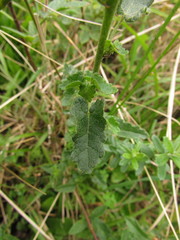 Pavonia salmonea