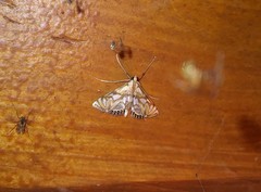 Neocataclysta magnificalis