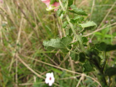 Pavonia salmonea