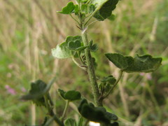 Pavonia salmonea