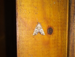 Neocataclysta magnificalis