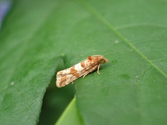 Lobesia littoralis