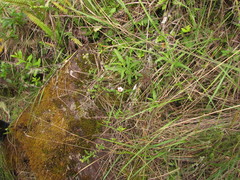 Pavonia salmonea