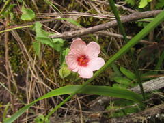 Pavonia salmonea