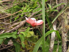 Pavonia salmonea