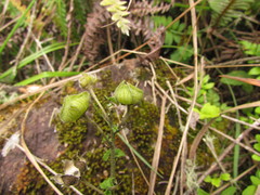 Pavonia salmonea