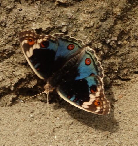 African Blue Pansy