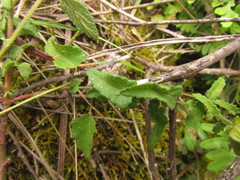 Pavonia salmonea