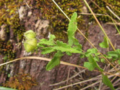 Pavonia salmonea