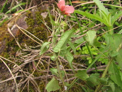 Pavonia salmonea