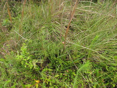 Pavonia salmonea
