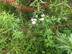 Phalocallis coelestis