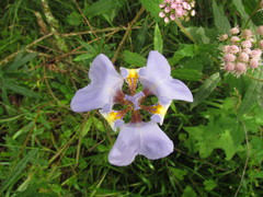 Phalocallis coelestis