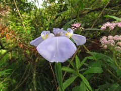 Phalocallis coelestis