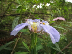 Phalocallis coelestis