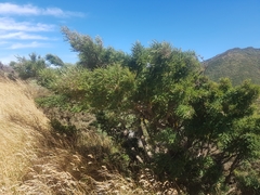 Sophora molloyi