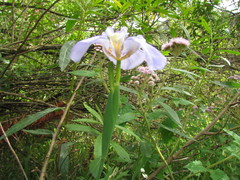 Phalocallis coelestis