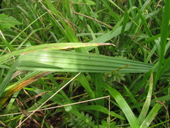 Phalocallis coelestis
