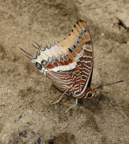 Cream-bordered Charaxes