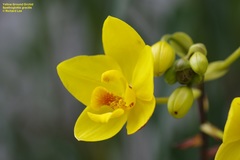 Spathoglottis gracilis