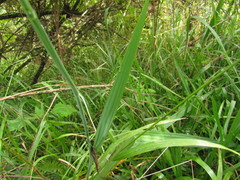 Phalocallis coelestis