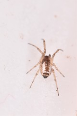 Frontinellina frutetorum