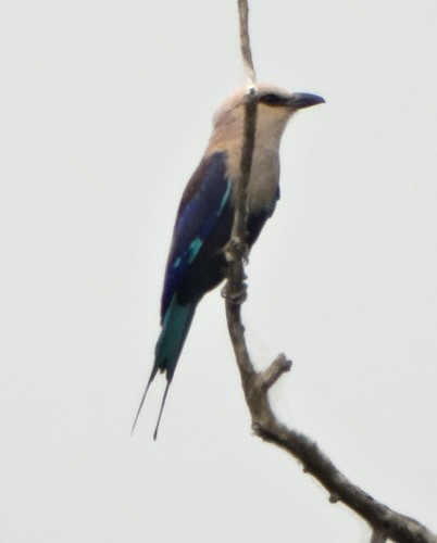 Blue-bellied Roller