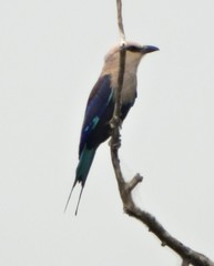 Coracias cyanogaster
