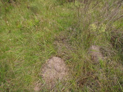 Piptochaetium lasianthum