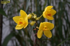 Spathoglottis gracilis
