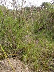 Piptochaetium lasianthum