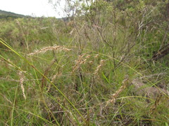 Piptochaetium lasianthum