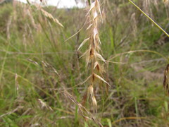 Piptochaetium lasianthum