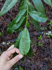 Euthoracaphis umbellulariae
