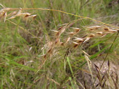 Piptochaetium lasianthum