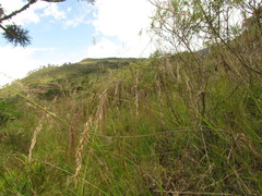 Piptochaetium lasianthum