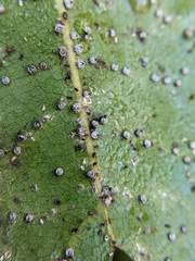 Euthoracaphis umbellulariae