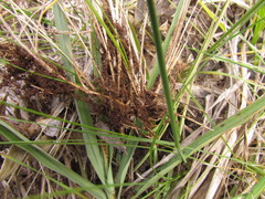 Piptochaetium lasianthum