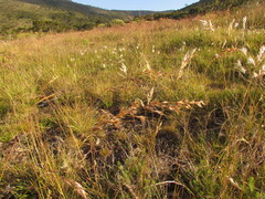 Piptochaetium lasianthum