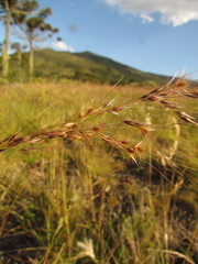 Piptochaetium lasianthum