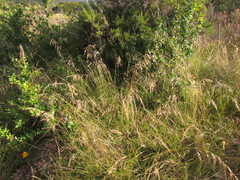 Piptochaetium lasianthum