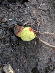 Gymnogaster boletoides