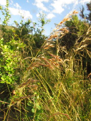 Piptochaetium lasianthum