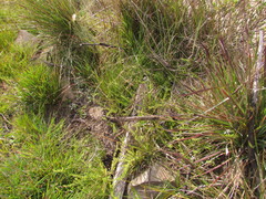 Piptochaetium palustre