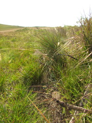 Piptochaetium palustre