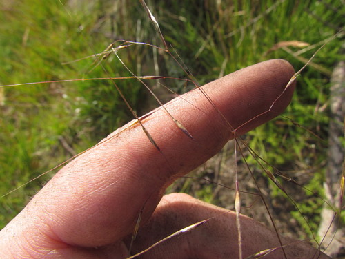 Piptochaetium palustre