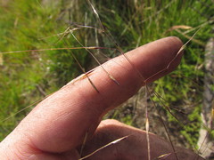 Piptochaetium palustre