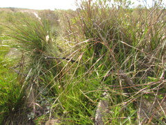 Piptochaetium palustre