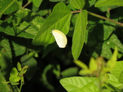 Eurema daira