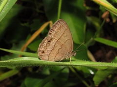 Yphthimoides affinis